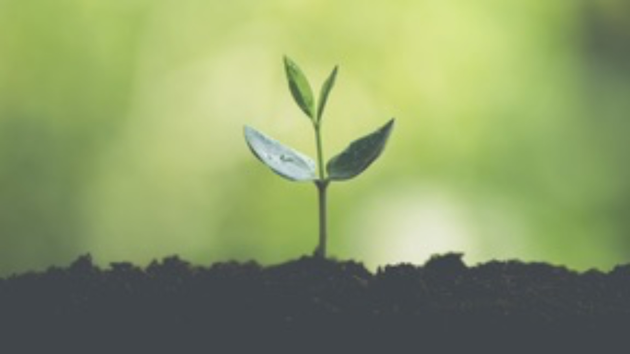 Sprout